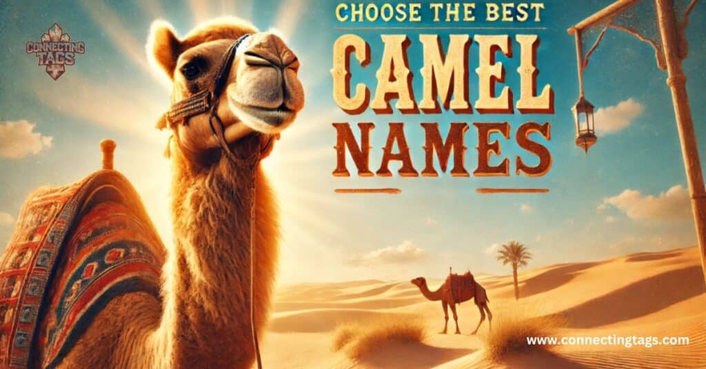 Choose the Best Camel Name