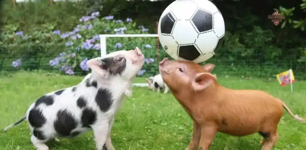 300+ Funniest Pet Pig Names in 2024