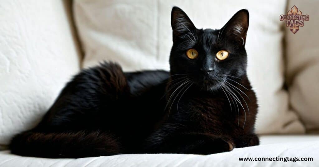 Best Black Cat Names