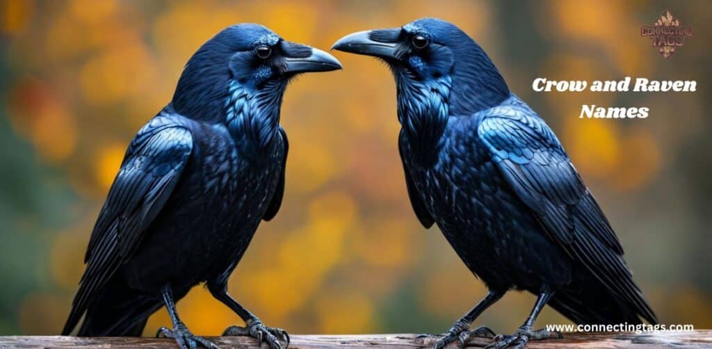 Best Pet Names for Crow and Raven