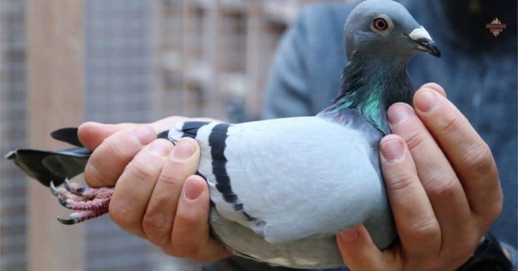 "List of celebrity-inspired pigeon names"