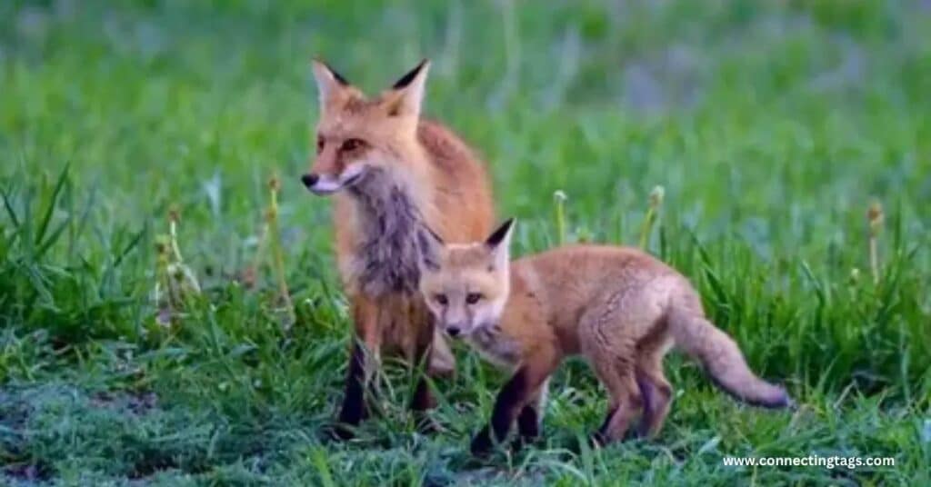 Cute Fox Names