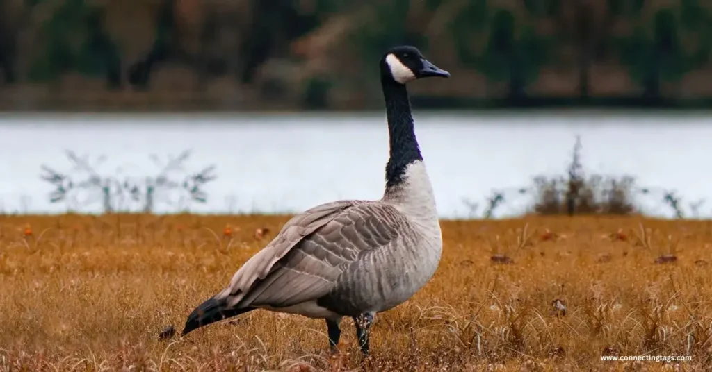 Cute Goose Names