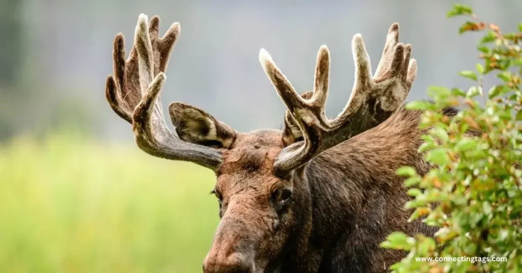 Fun Facts about Moose Names | cute ideas