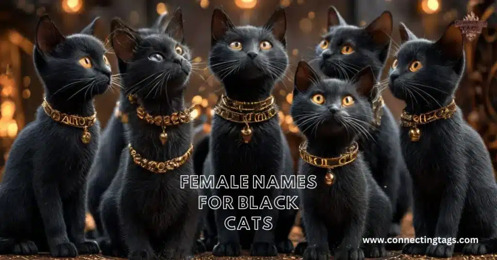 Female Names for Black Cats