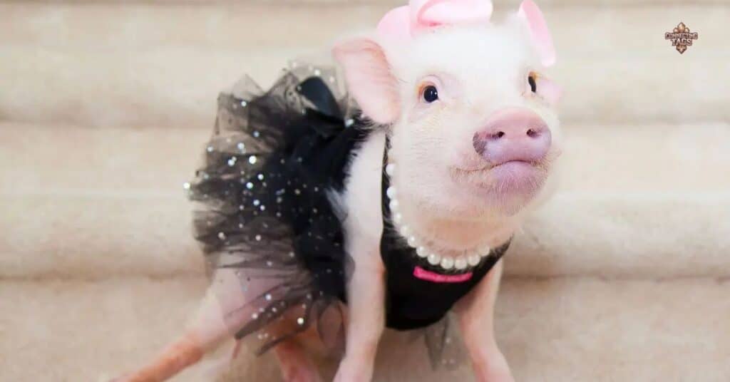 Funny Pet Pig Names for Girls