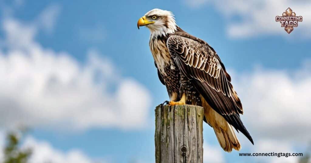 How to Choose the Perfect Name for Your Eagle?