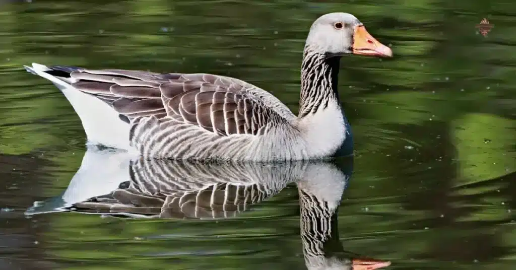 Male Goose Names