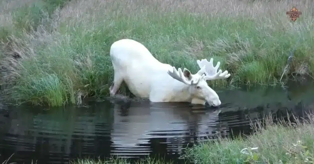 Moose Names Inspired by Wild Animals