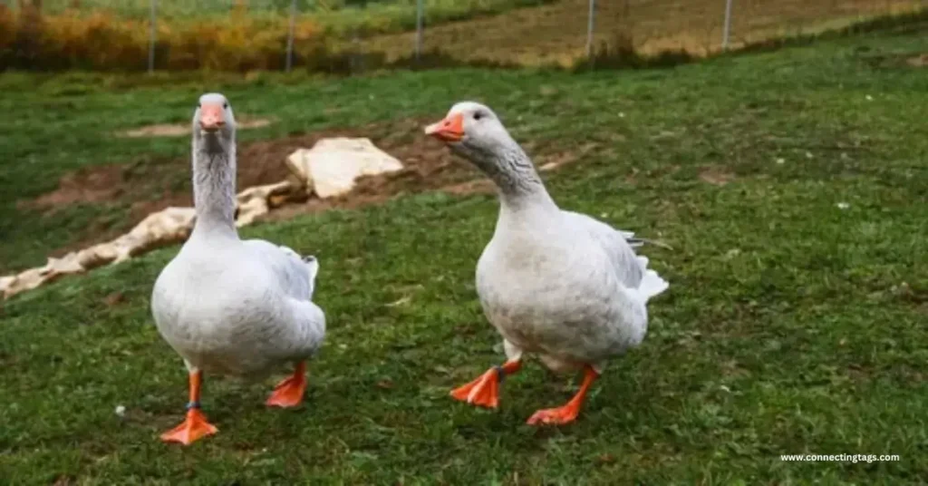 More Cute Goose Names