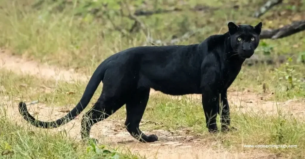 Mysterious Panther Names