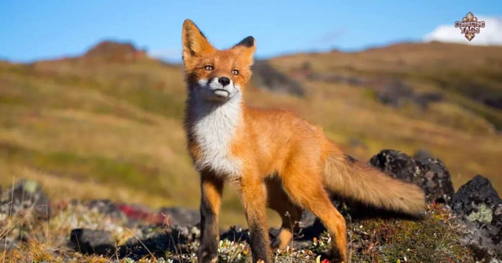 Famouse nature inspired fox