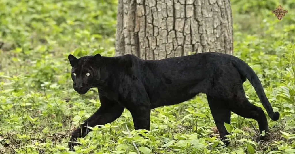 Nature-Inspired Panther Names