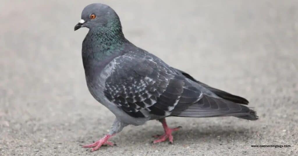 "Pigeon names and their meanings"