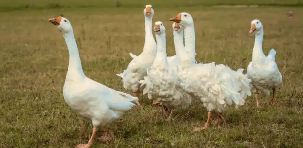 The Best Pet Goose Names