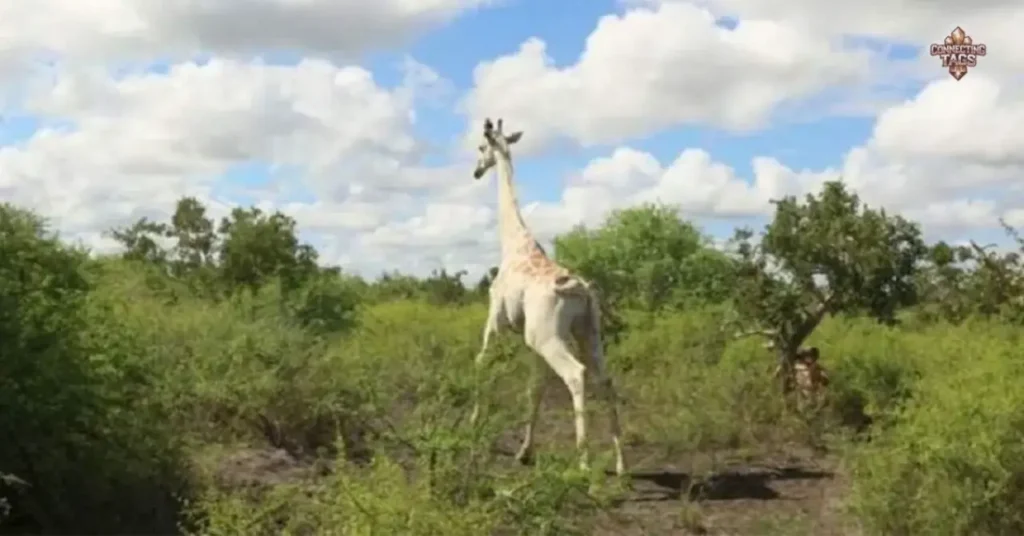 Unique Giraffe Names 