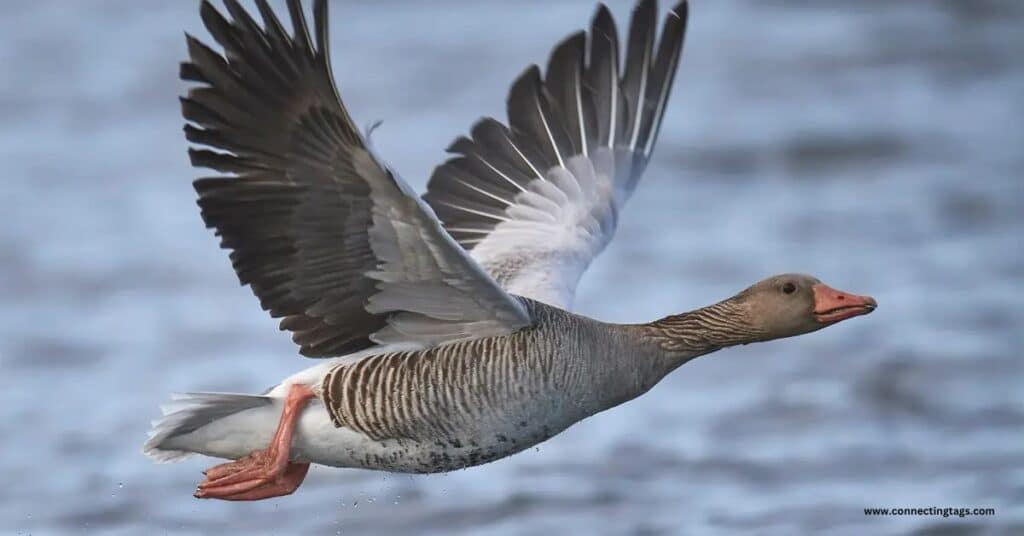 Nature-Inspired Goose Names