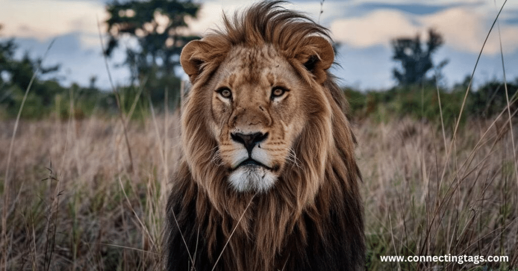 Powerful Names for Lions