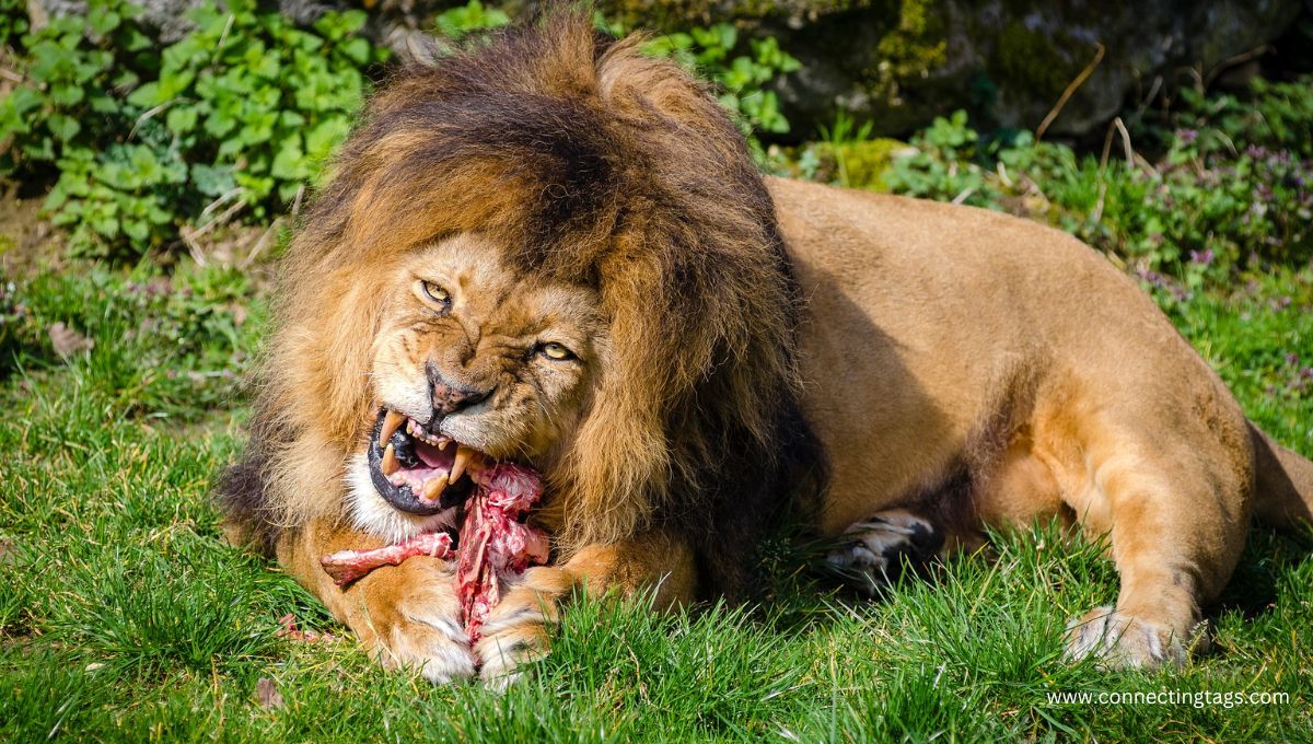 Best Famous Names for Lions That Mean Courage and Strength