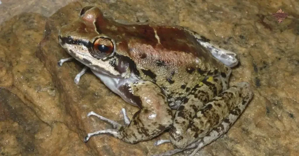 🐸 Female Frog and Toad Names 🐸