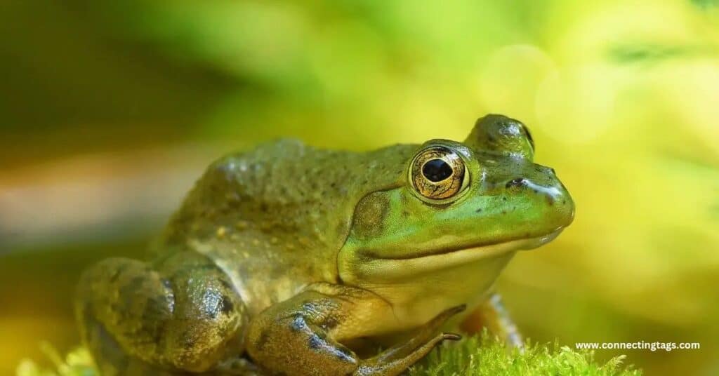 🐸 Male Frog and Toad Names