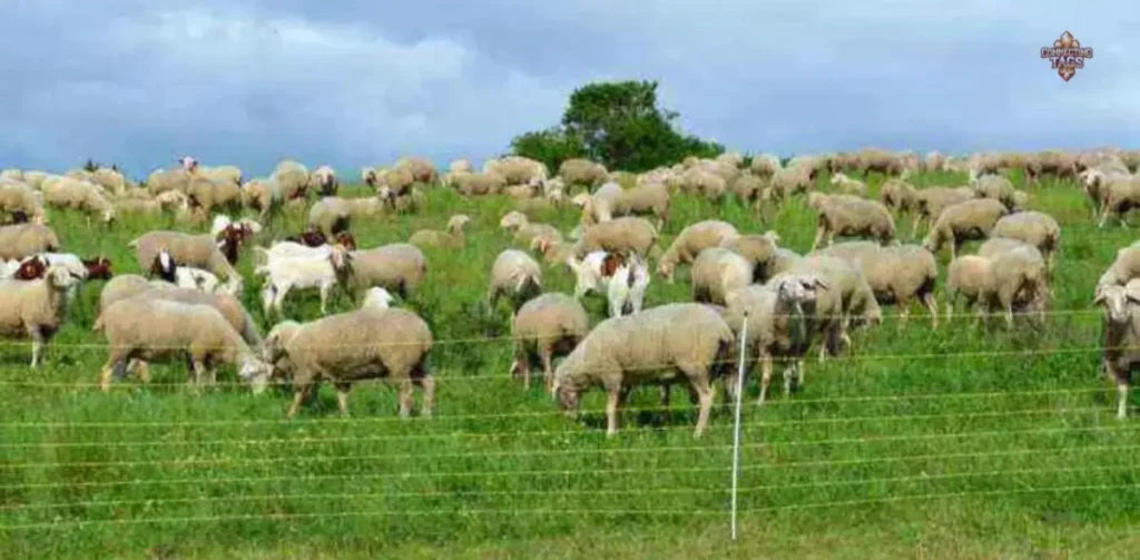 Cute Facts About Sheep Names