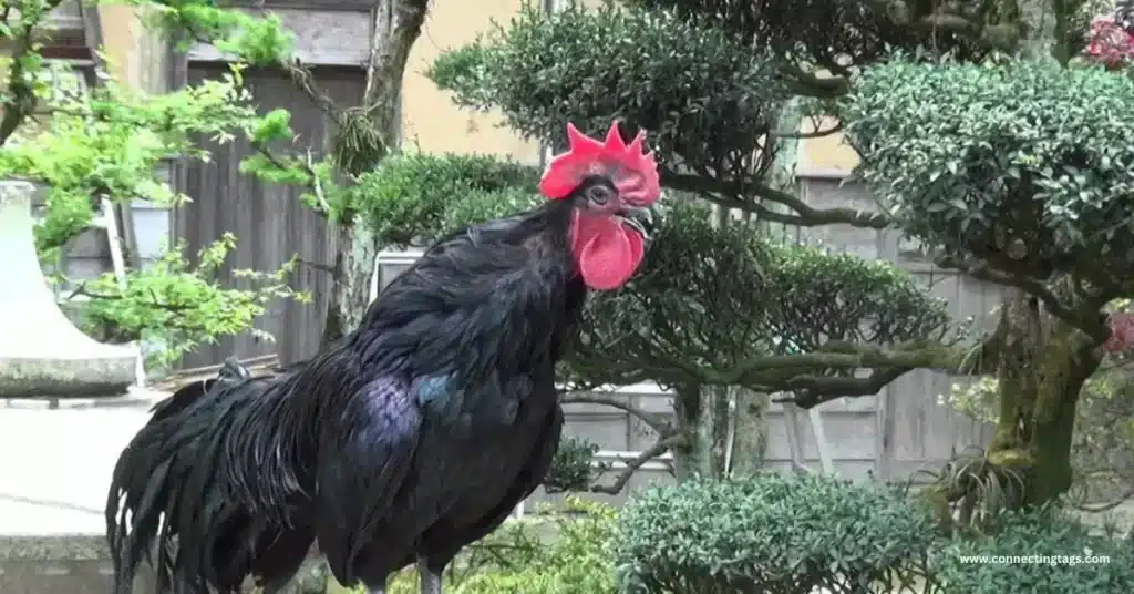 roosters hold an important position in the flock