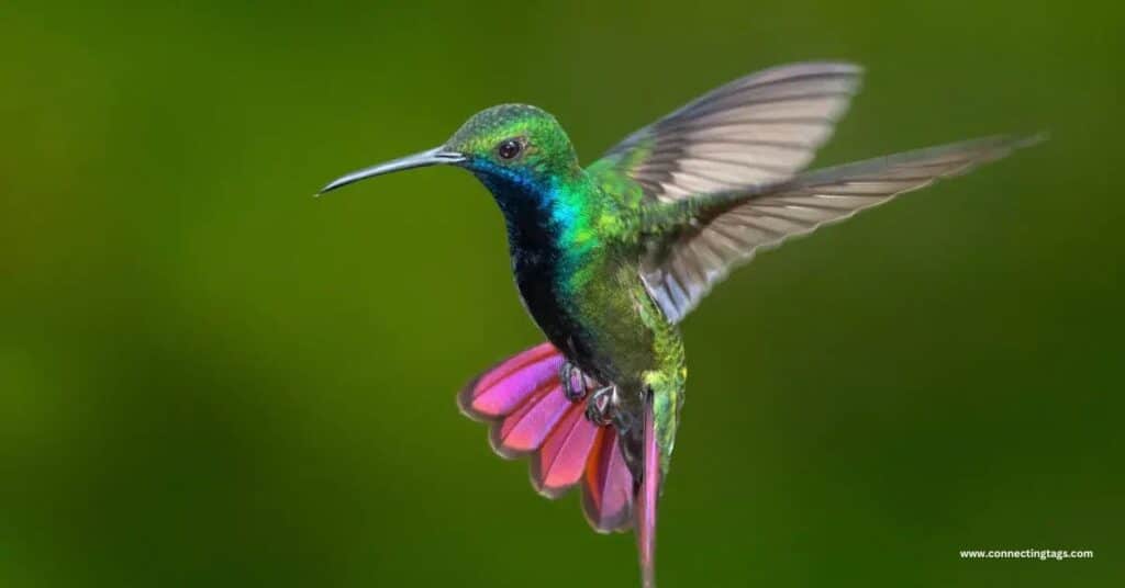 Hummingbirds Have Incredible Color Vision but No Sense of Smell