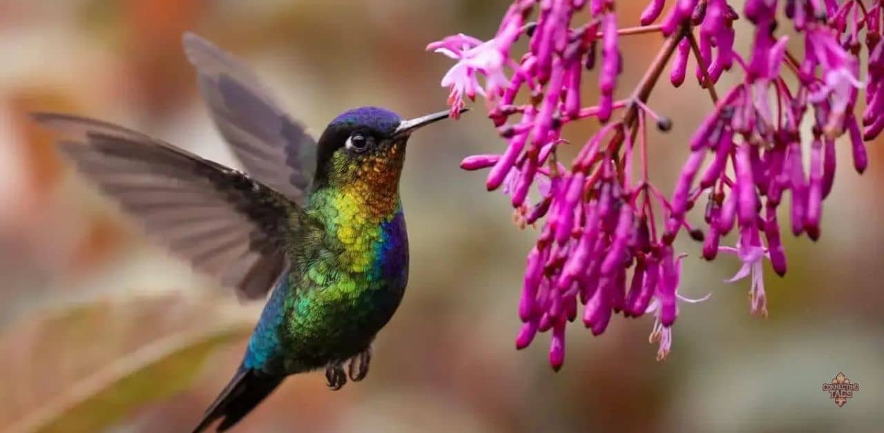 Hummingbirds Top 10 Fun Facts About Our Feathered Friends