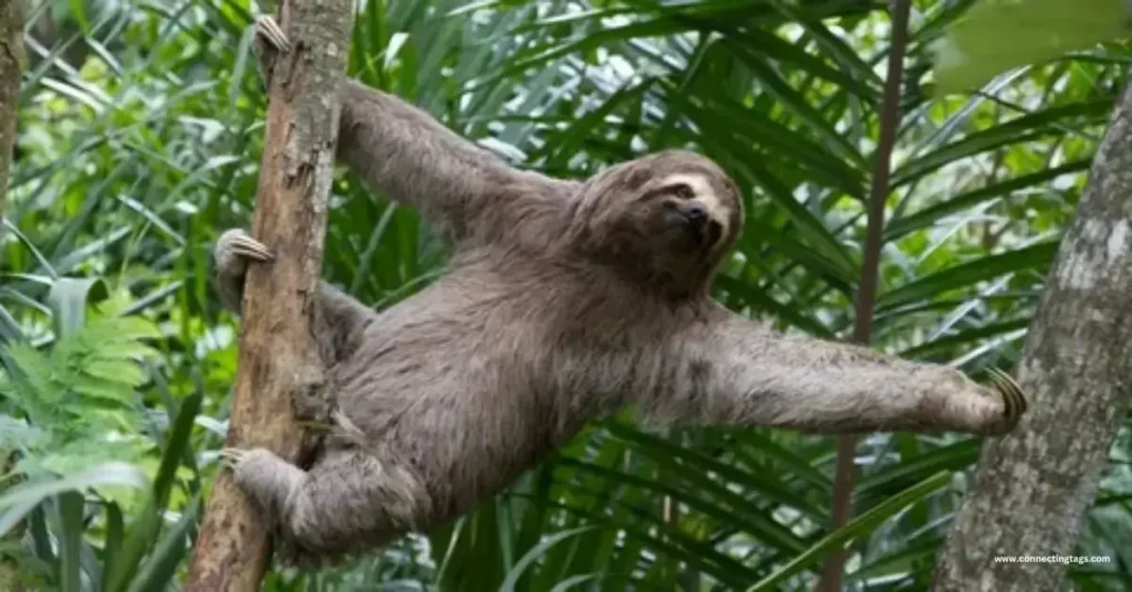 chek a bit Nature-Inspired Sloth Names