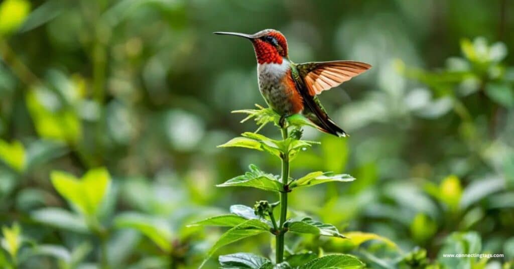 Hummingbirds Are the Smallest Birds in the World