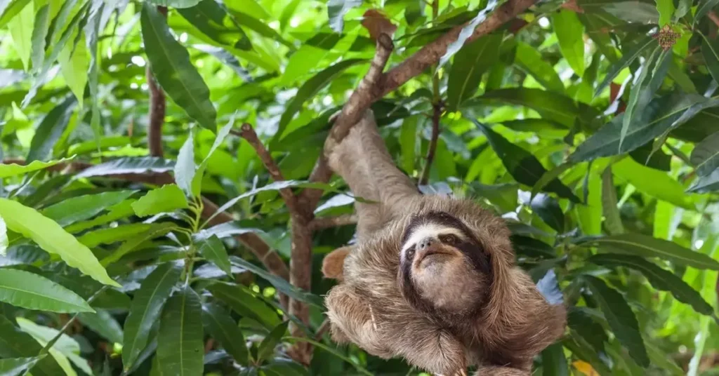 see a list of some of the best sloth names to consider