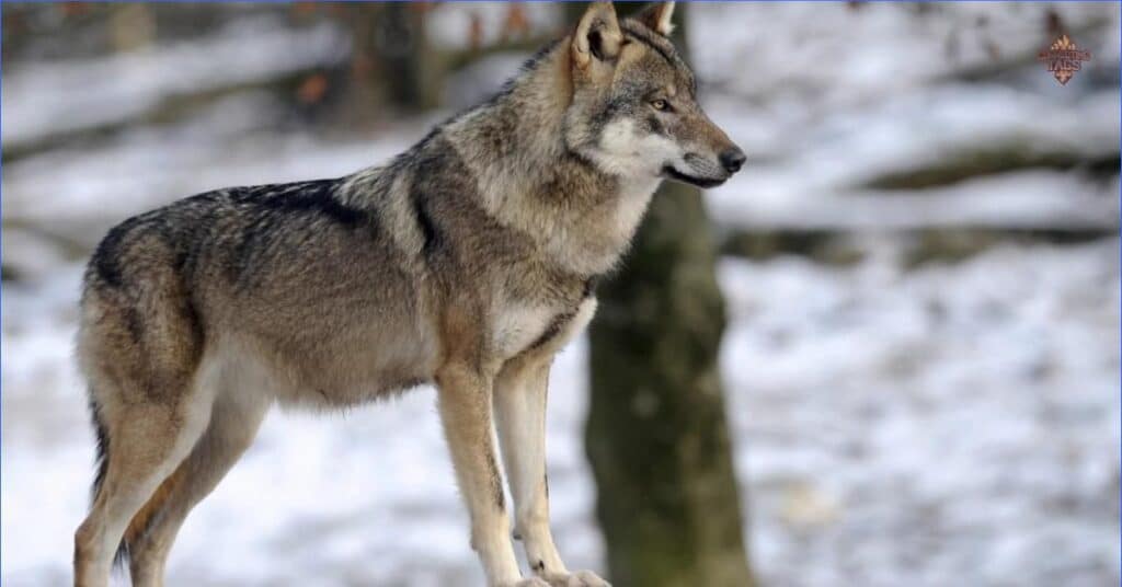 350+ Wolf Names With Cool Meanings