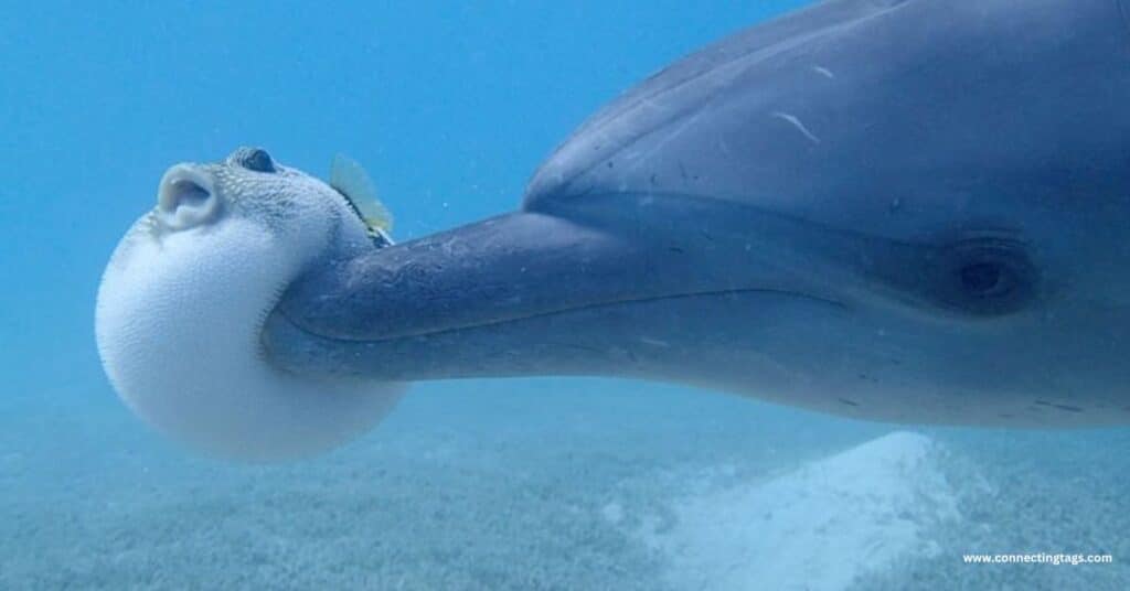 Boops Boops A Fish With a Name That’s All Fun and Games