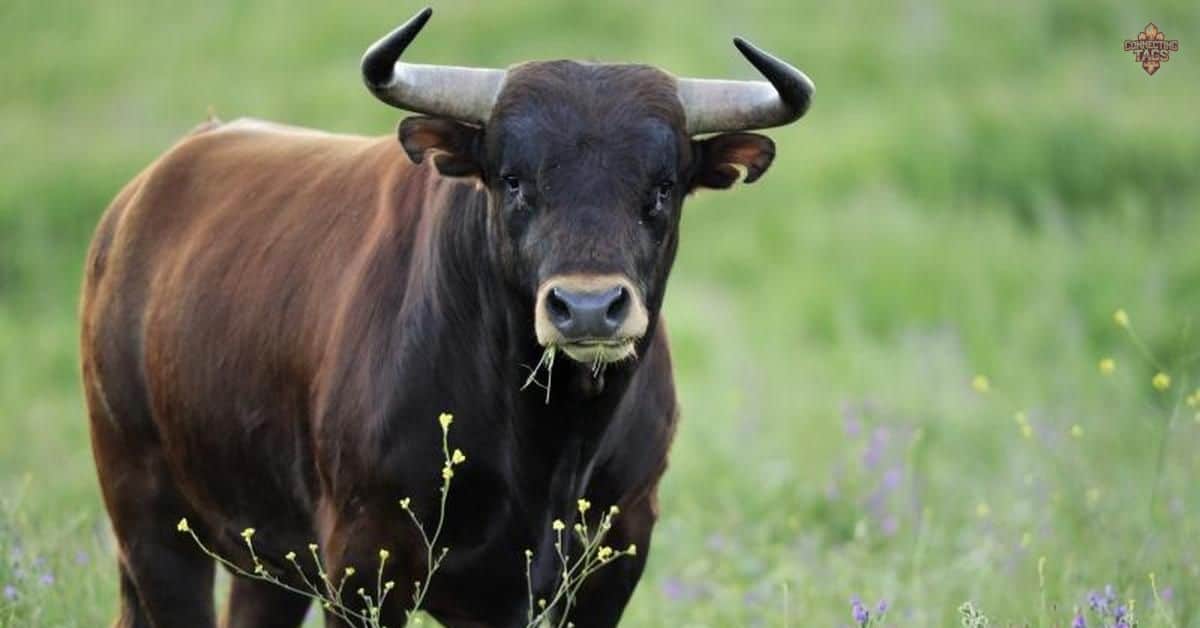 Famous Cute Bull Names Catchy Ideas with Meanings