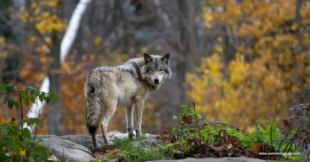 Male Wolf Names