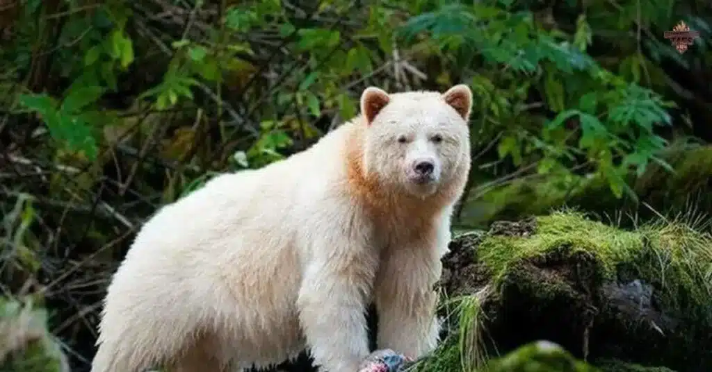 Nature-Inspired Polar Bear Names