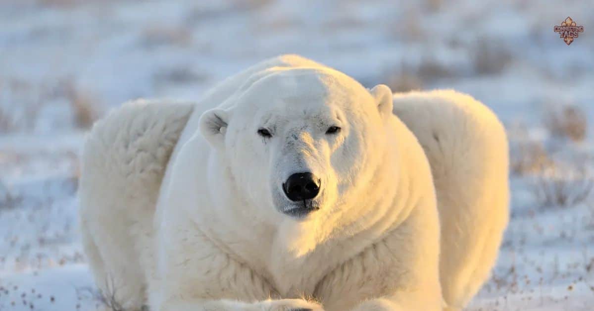 Polar Bear Names 250+ Catchy Ideas with Meanings