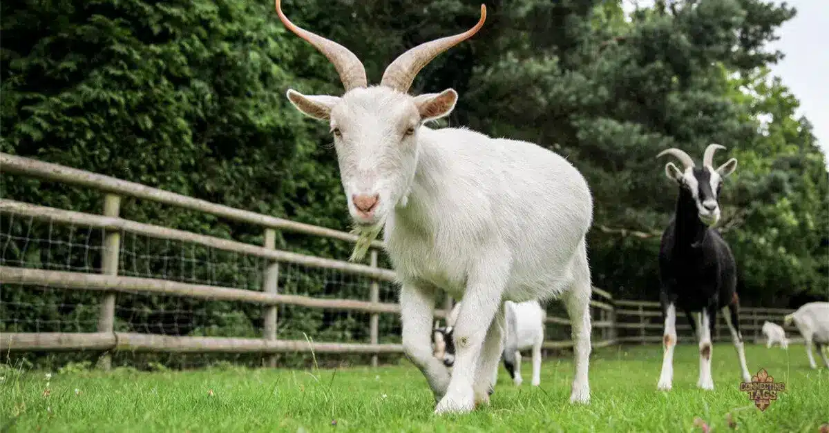 100 Goat Names with Unique Meanings