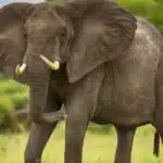 150+ Excellent Elephant Names with Meanings