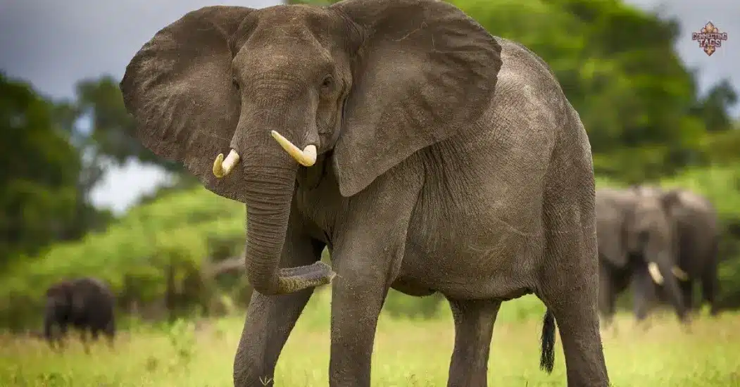 150+ Excellent Elephant Names with Meanings