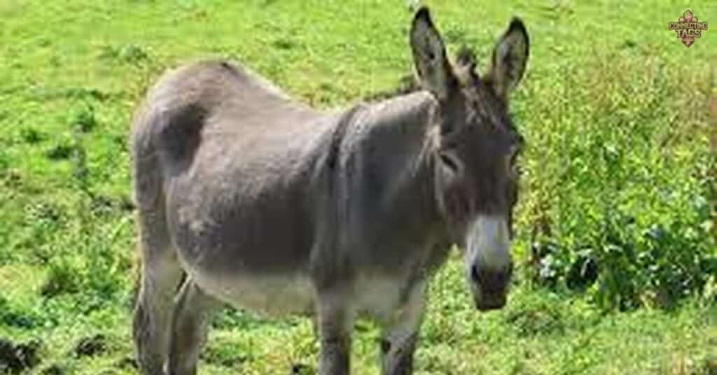 200 Donkey Names with Meanings A Complete Guide