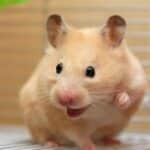 200+ Names for Pet Hamsters