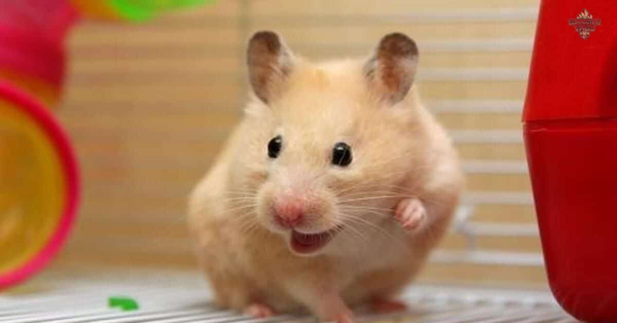 200+ Names for Pet Hamsters