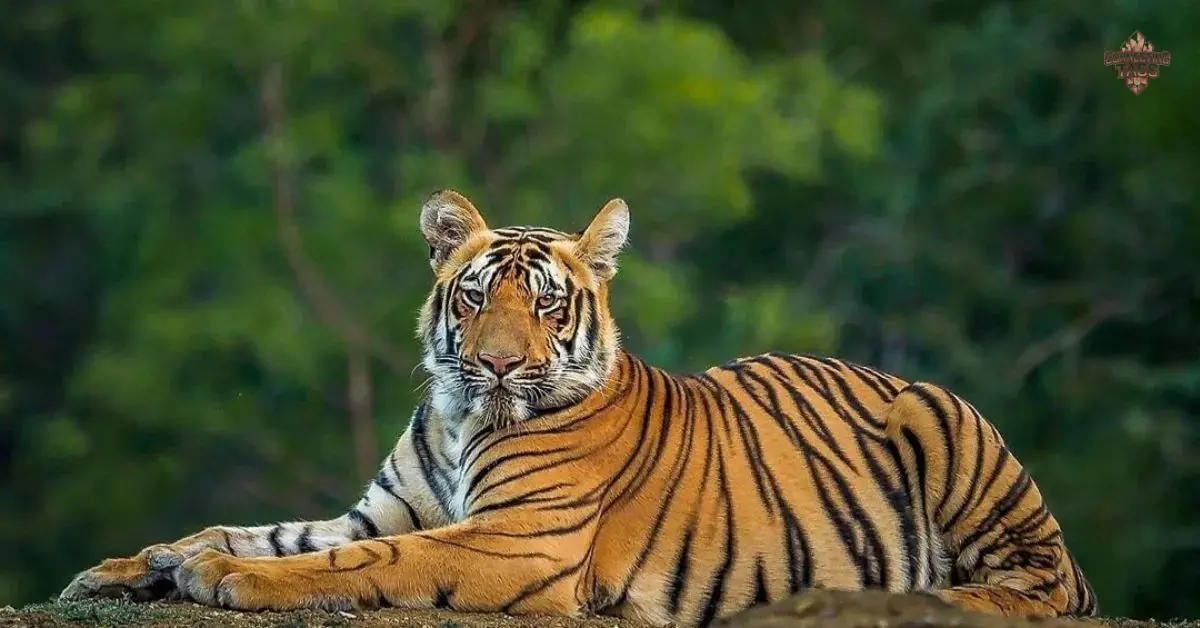 300+ Catchy Tiger Names With Meanings (2025)