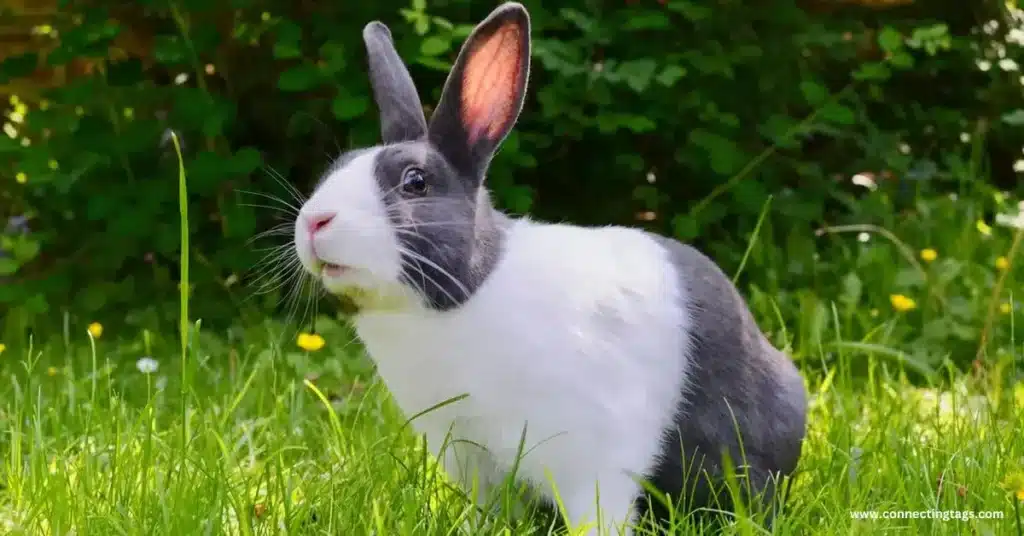 Cute Bunny Names