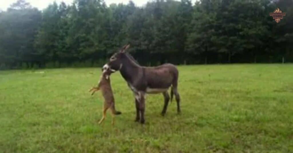 Funny Donkey Names with Meanings