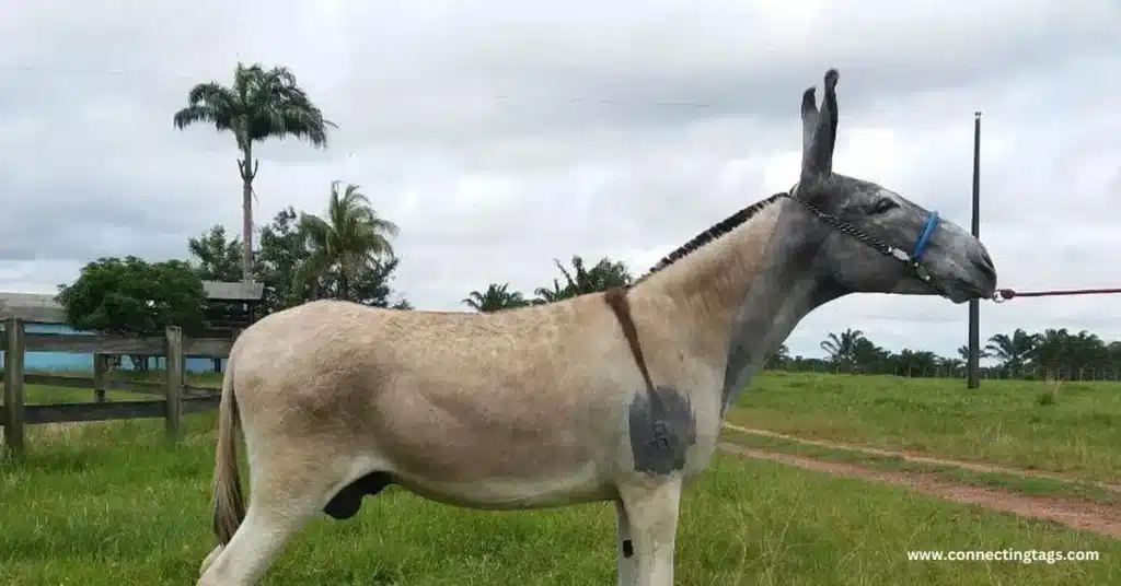 Nature-Inspired Donkey Names with Meanings